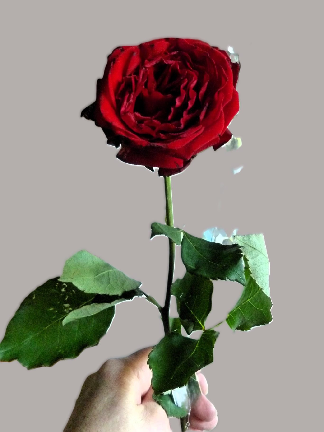 Rote Rose mit grünen Blättern, in einer Hand gehalten.